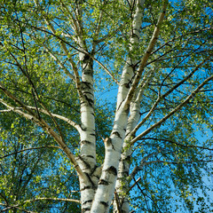 birch trees in spring in the background of the blue sky