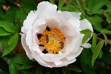 Big flower of wild white peony with a bee