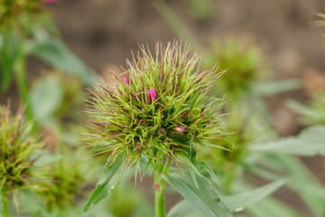 close up of a sweet William blossom opening in the dawn light