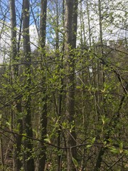 Fototapeta premium A mixed forest at summer sunny day, beautiful landscape