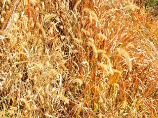 日本の田舎の風景　12月　初冬の草叢