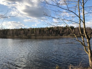 Green trees by the lake on a sunny day, with clouds on the sky