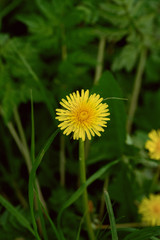 One dandelion flower among different green plants