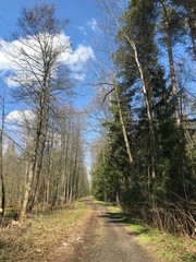 Obraz premium Krone of a tree in spring with blue sky