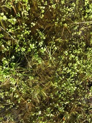 A mixed forest at summer sunny day, beautiful landscape