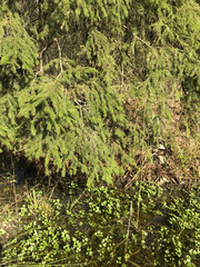 A mixed forest at summer sunny day, beautiful landscape