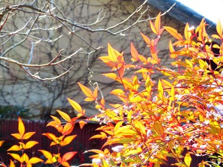 日本の田舎の風景　12月　赤い南天の葉にとまった雫
