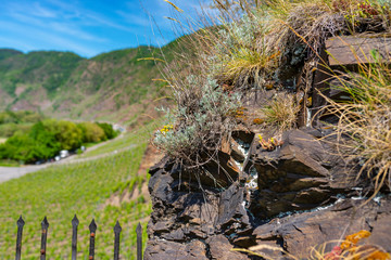 Plants on slate rocks, growing in vineyards in western Germany in the spring.
