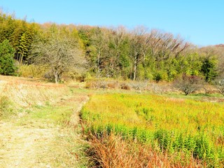 日本の田舎の風景　12月　セイタカアワダチソウと田舎道