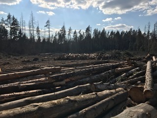 industrial deforestation. The wood lies in a clearing in the forest