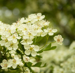 Beautiful Hawthorn blossom, close-up. Flowers of Midland hawthorn, Crataegus laevigata, Common hawthorn, Crataegus monogyna. Bloom taken to the left with a blurred out green background.