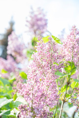 Fototapeta na wymiar Lilac blossom in sunny spring may day. Background image with space for text