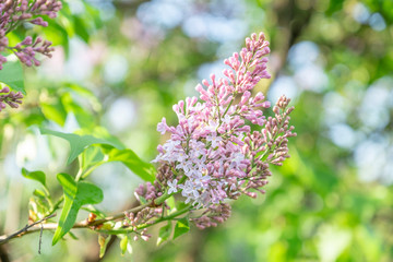 Lilac blossom in sunny spring may day. Background image with space for text