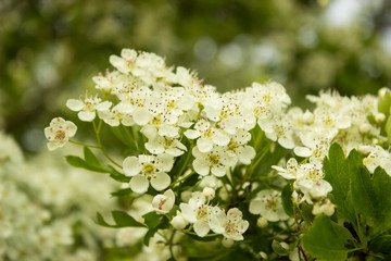 Beautiful Hawthorn blossom, close-up. Flowers of Midland hawthorn, Crataegus laevigata, Common hawthorn, Crataegus monogyna. Bloom taken to the left with a blurred out green background.