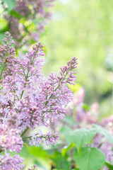 Lilac blossom in sunny spring may day. Background image with space for text