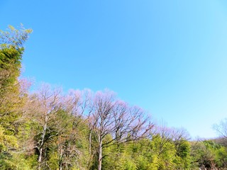 日本の田舎の風景　12月　山の木々と青空