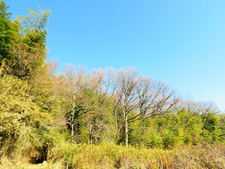 日本の田舎の風景　12月　山の木々と青空