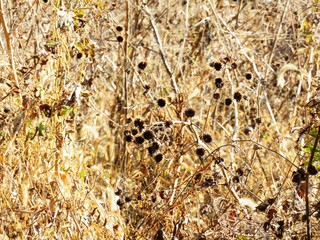 日本の田舎の風景　12月　引っ付き虫　コセンダングサ（小栴檀草）の種子