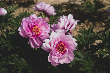 Beautiful fresh First Arrival purple peony flower in full bloom in the garden.