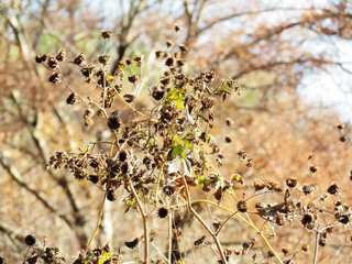 日本の田舎の風景　12月　引っ付き虫　アメリカセンダングサの種子