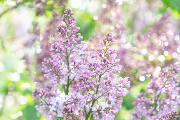 Lilac blossom in sunny spring may day. Background image with space for text
