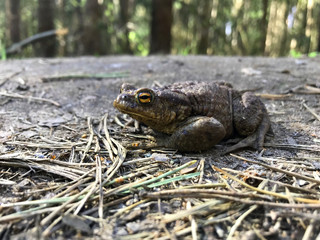 frog close up. A frog in the forest sits and croaks