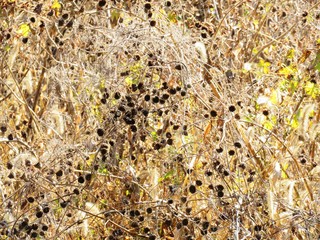 日本の田舎の風景　12月　引っ付き虫　アメリカセンダングサの種子