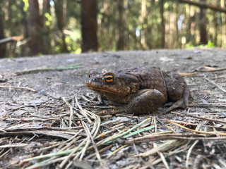 frog close up. A frog in the forest sits and croaks