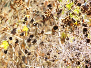 日本の田舎の風景　12月　引っ付き虫　アメリカセンダングサの種子