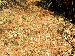 日本の田舎の風景　12月　落ち葉　山への田舎道