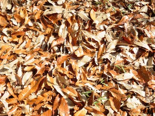 日本の田舎の風景　12月　落ち葉　山への田舎道