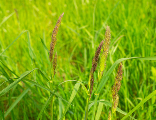 Elymus repens (wheatgrass, wheat grass, couch grass) flowers. A lot of green grass stalks with long leaves. Herbaceous blurred background. Close-up, selective focus.
