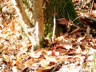 日本の田舎の風景　12月　落ち葉　山への田舎道