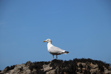 Angry Seagull standing on rock with blue sky background 