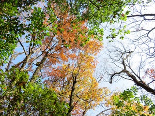 日本の田舎の風景　12月　冬木立　紅葉