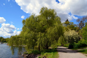 The world is overgrown with flowers again, the world has a spring look...