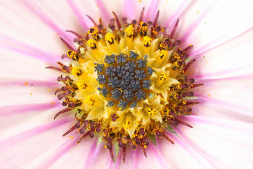 Osteospermum Asti