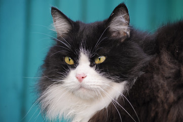 A black and white fluffy cat sitting on a background of green wooden fence