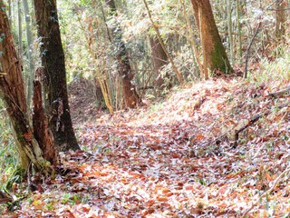日本の田舎の風景　12月　落ち葉　山への田舎道