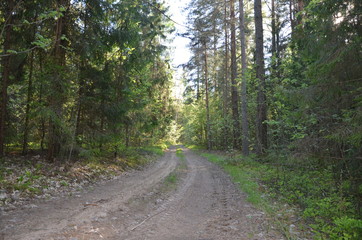 
forest path in a pine forest