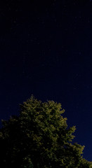 Tree and night sky with stars
