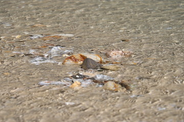Shallow rippling water with rocks