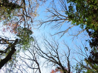 日本の田舎の風景　12月　落葉　冬木立と青空