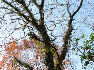日本の田舎の風景　12月　落葉　冬木立と青空