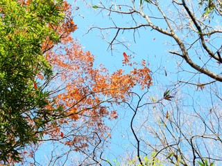 日本の田舎の風景　12月　落葉　冬木立と青空
