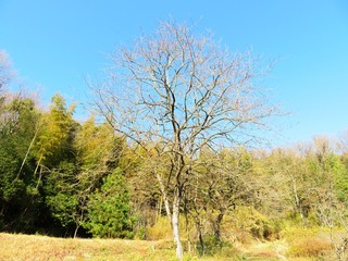 日本の田舎の風景　12月　裸木　柿の木
