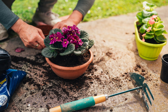 The hands of the transplant woman plant a in a new pot. botany at home. African violet 