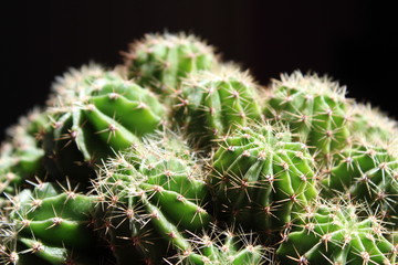 Pianta Grassa con spine - pungente