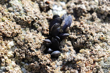 Mussels and Barnacles on rock at beach 