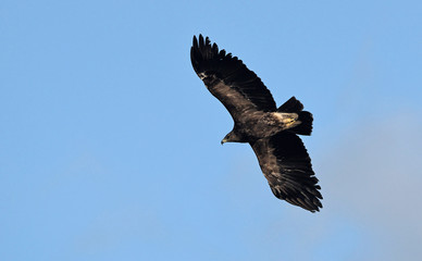 Greater Spotted Eagle (Clanga clanga), Crete